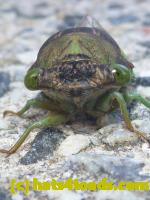 /home//u458753944/public_html/sourcegallery/////Insects and small critters/aphids cicadas lanternflies and true bugs (Hemiptera)/P1080342.JPG